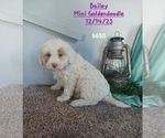 Puppy Bailey Goldendoodle (Miniature)