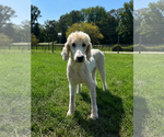 Small #1 Poodle (Standard)
