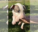 Small Bull Terrier