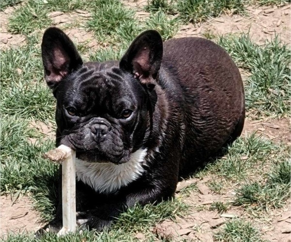 Medium Photo #1 French Bulldog Puppy For Sale in SPRINGFIELD, OR, USA