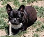 Small French Bulldog