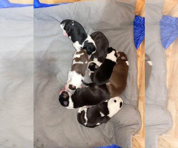 Medium Photo #1 Border Collie Puppy For Sale in BUCKLIN, MO, USA