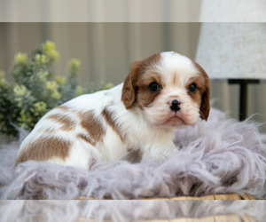 Medium Cavalier King Charles Spaniel
