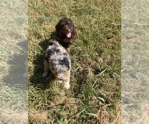 Aussiedoodle Miniature  Puppy for sale in STALLINGS, NC, USA
