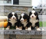Small Photo #3 Bernese Mountain Dog Puppy For Sale in EPHRATA, PA, USA