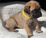 Small #2 Mastiff