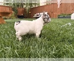 Small #3 French Bulldog