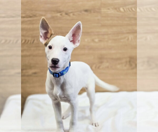Medium Photo #3 American Pit Bull Terrier-Unknown Mix Puppy For Sale in Sandy, UT, USA