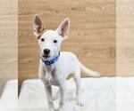 Small #2 American Pit Bull Terrier Mix