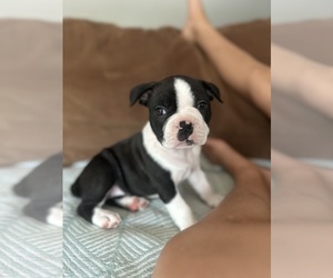 French Bulldog Puppy for sale in STANARDSVILLE, VA, USA