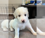 Small Photo #4 Great Pyrenees-Labradoodle Mix Puppy For Sale in ANNA, TX, USA