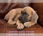 Small Photo #25 Cane Corso Puppy For Sale in LA PLATA, MD, USA