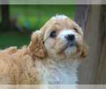 Small #3 Cavalier King Charles Spaniel-Poodle (Toy) Mix
