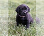 Small Photo #12 Labrador Retriever Puppy For Sale in GLADSTONE, VA, USA