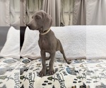 Small #5 Weimaraner