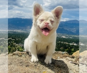 French Bulldog Puppy for sale in COLORADO SPRINGS, CO, USA