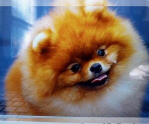 Father of the Pomeranian puppies born on 03/22/2023