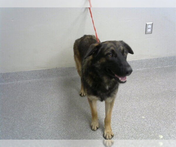 Medium Photo #1 German Shepherd Dog-Unknown Mix Puppy For Sale in Pasadena, TX, USA