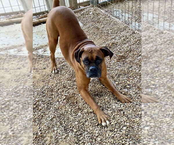Medium Photo #6 Boxer Puppy For Sale in Austin, TX, USA