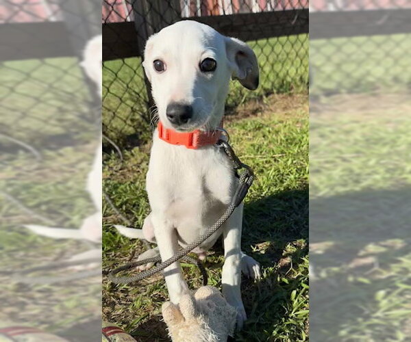 Medium Photo #2 Mutt Puppy For Sale in Tarrytown, GA, USA