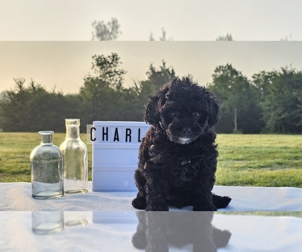 Medium Photo #3 Aussiedoodle Miniature  Puppy For Sale in COLLEGE STA, TX, USA