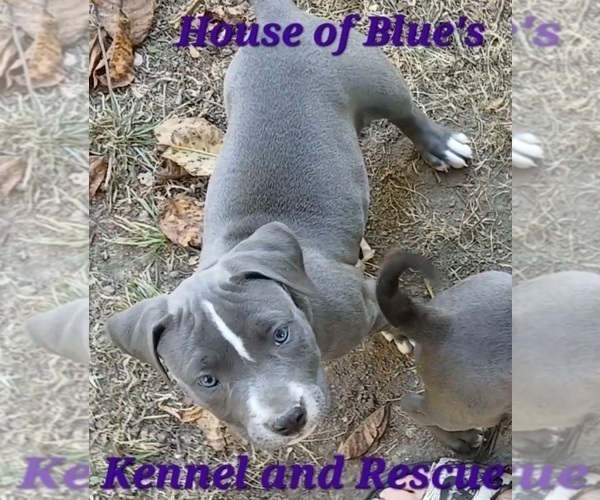 Medium Photo #5 American Pit Bull Terrier Puppy For Sale in DELAWARE, OH, USA