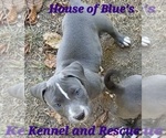 Small #4 American Pit Bull Terrier