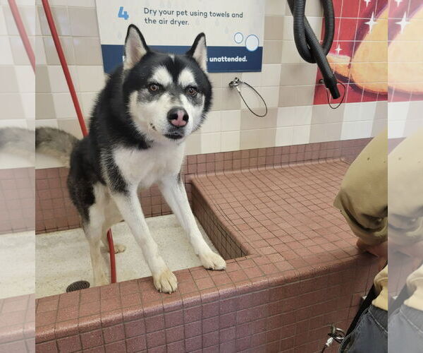Medium Photo #1 Alusky Puppy For Sale in Pacific grove , CA, USA