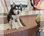 Small Alusky