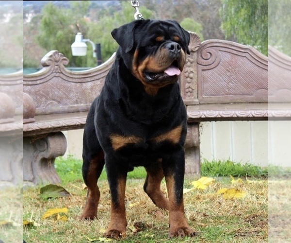 Medium Photo #6 Rottweiler Puppy For Sale in FONTANA, CA, USA