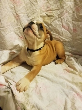 Medium Photo #1 Olde English Bulldogge Puppy For Sale in DALLAS, TX, USA
