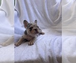 Small Photo #9 French Bulldog Puppy For Sale in NORTH MYRTLE BEACH, SC, USA
