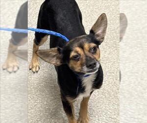 Chihuahua-Unknown Mix Dogs for adoption in Las Vegas, NV, USA