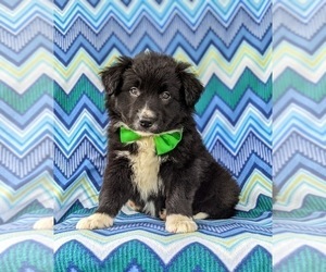 Border Collie Puppy for sale in KIRKWOOD, PA, USA