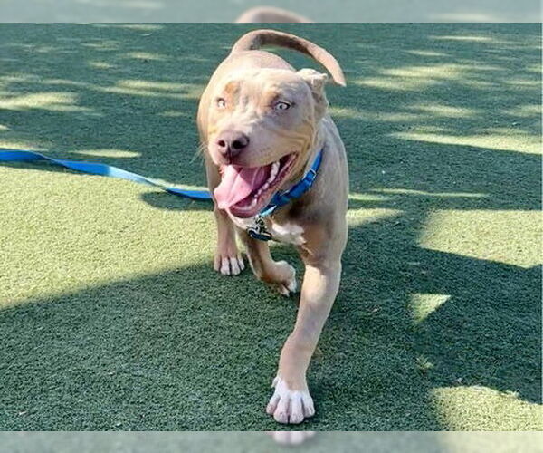 Medium Photo #1 American Pit Bull Terrier-Unknown Mix Puppy For Sale in Martinez, CA, USA