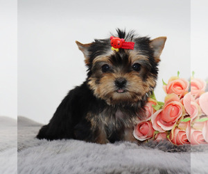Yorkshire Terrier Puppy for sale in LOS ANGELES, CA, USA