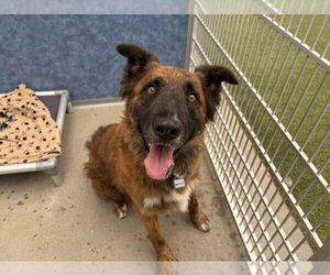 German Shepherd Dog-Unknown Mix Dogs for adoption in Fort Collins, CO, USA