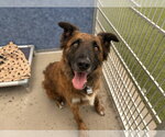 Small German Shepherd Dog Mix