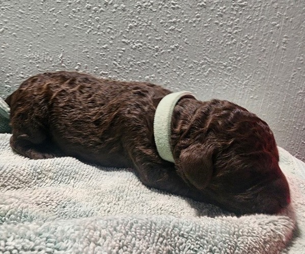 Medium Photo #4 Poodle (Standard) Puppy For Sale in CLAYTON, WA, USA