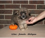 Small #3 ShihPoo