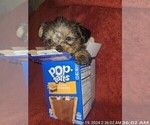 Small Photo #31 Yorkshire Terrier Puppy For Sale in AKRON, OH, USA