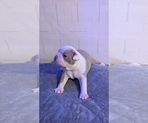 Medium Boston Terrier