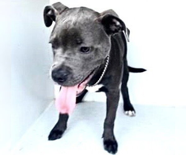 Medium Photo #1 Mutt Puppy For Sale in Houston, TX, USA