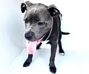 Mutt Dogs for adoption in Houston, TX, USA