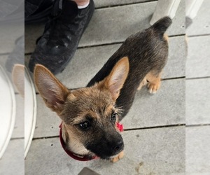 Chorkie Puppy for sale in BRICK, NJ, USA