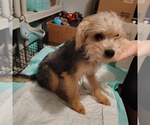 Small Biewer Terrier-Schnoodle (Miniature) Mix