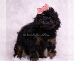 Small Photo #31 Poodle (Toy) Puppy For Sale in WARSAW, IN, USA
