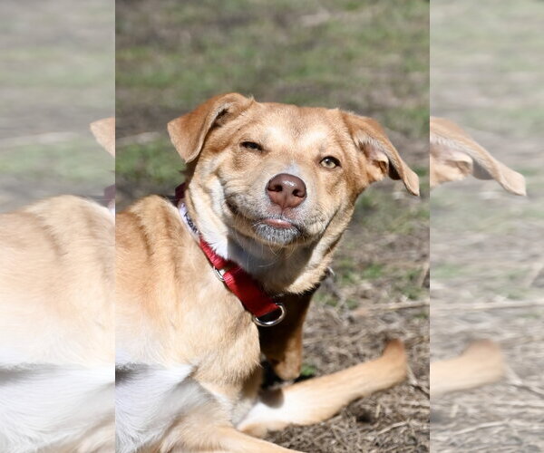 Medium Photo #4 Collie-Unknown Mix Puppy For Sale in Wakefield, RI, USA