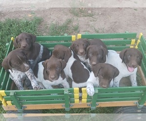 German Shorthaired Pointer Puppy for sale in CANON CITY, CO, USA