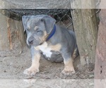 Puppy Puppy 8 Blue American Bully